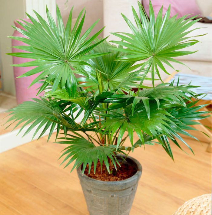 Liviston palmiyesi