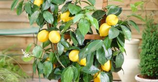 Domácí citron