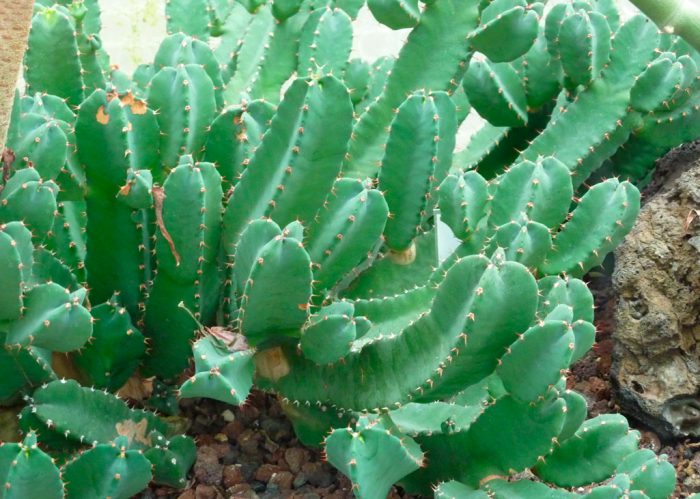 שרף Euphorbia