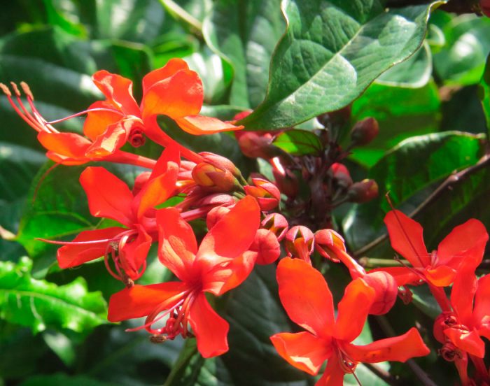 Clerodendrum λαμπρό