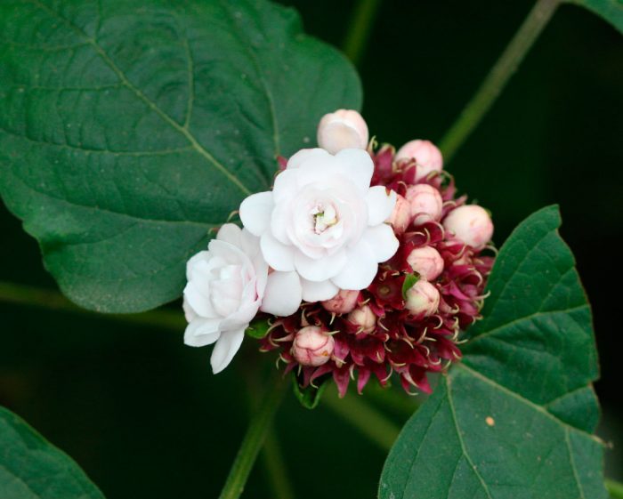 Clerodendrum Filipince