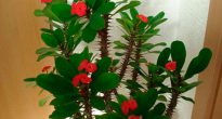 Sütleğen (Euphorbia)