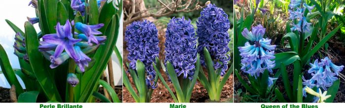 Blauwe hyacinten