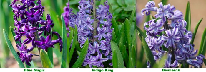 Lila hyacinten