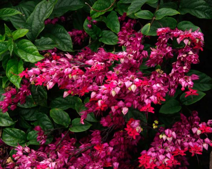 Clerodendrum bellissimo