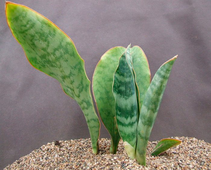 Sansevieria hyacint