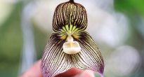 Orquídea Drácula