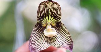 Orchidée Dracula