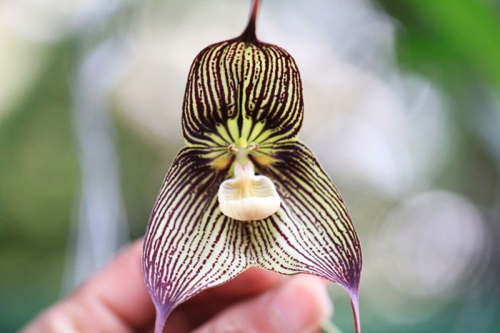 Drakulas orhideja