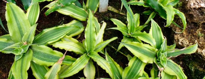 Cryptanthus không thân (Cryptanthus acaulis)