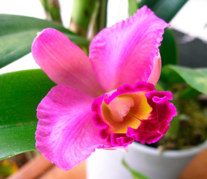 Orquídia Cattleya