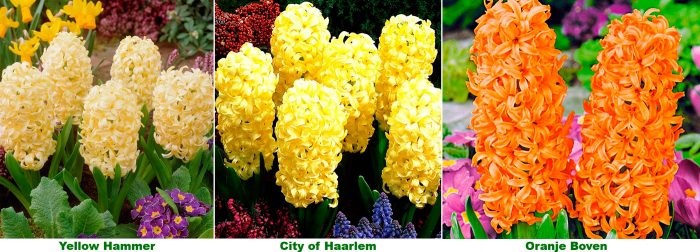 Gule og orange hyacinter