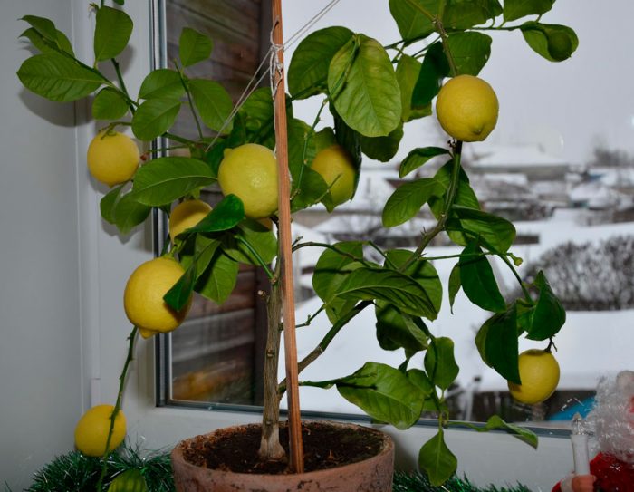 Pavlovska citrons