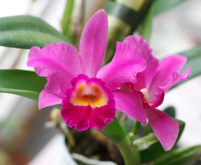 Cattleya orchidėjų priežiūra namuose