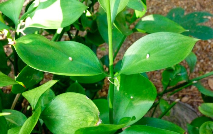 Hentes seprű (Ruscus hypophyllum)