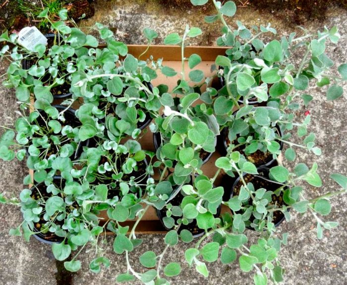 Plantar dichondra en campo abierto.