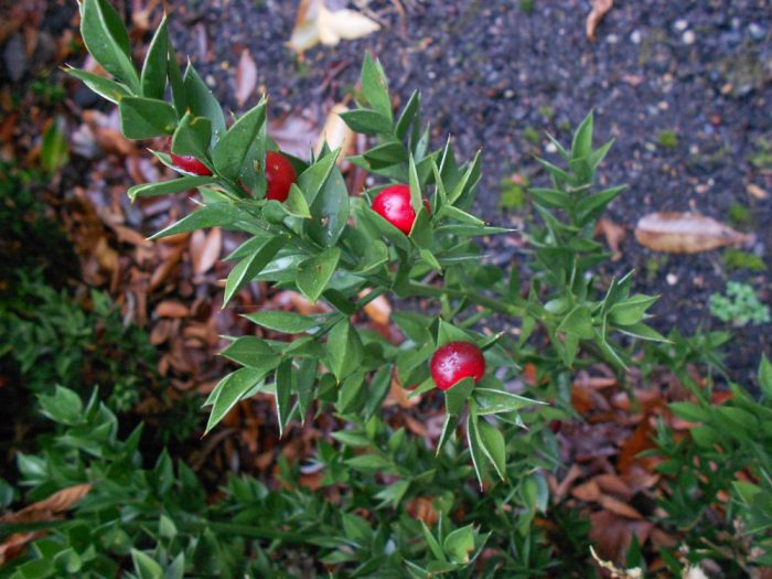 Месарска метла (Ruscus aculeatus)