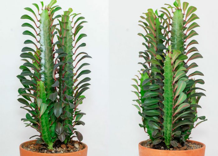 طفرة ثلاثية (Euphorbia trigona)