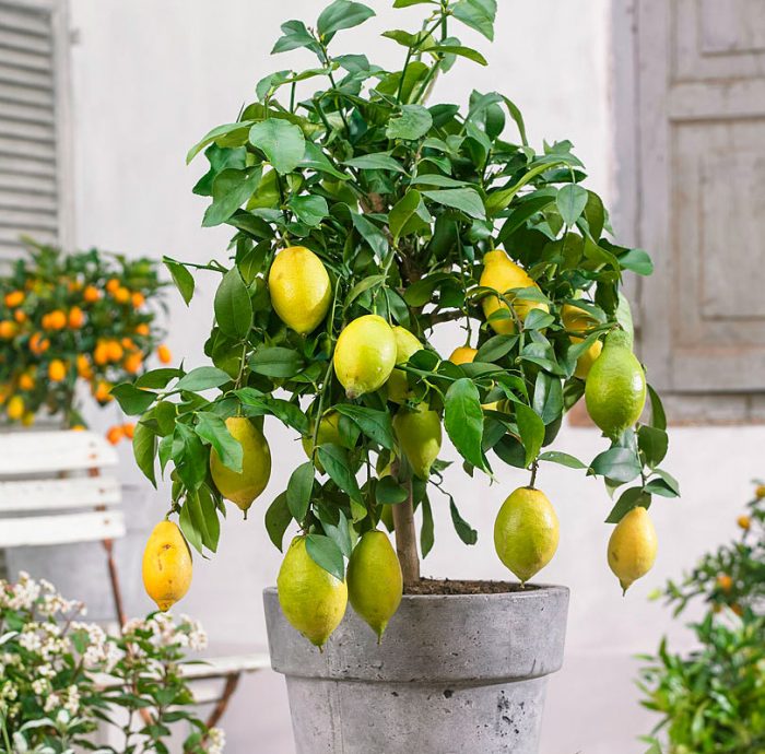 Citronu kopšana