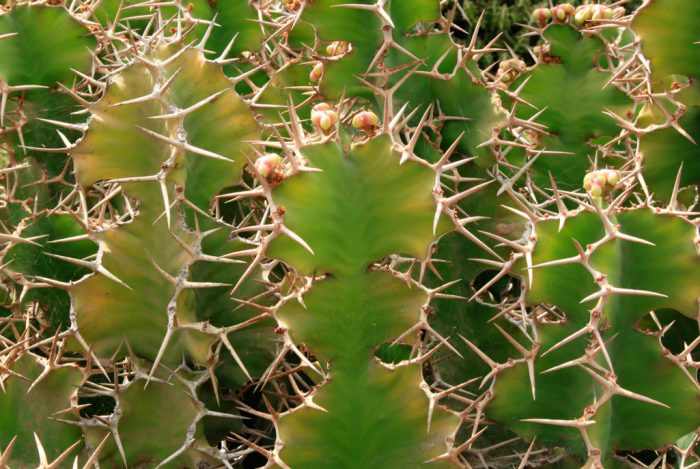 Spurge bertanduk besar (Euphorbia grandicornis)