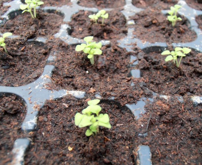 Bacopa in crescita dai semi
