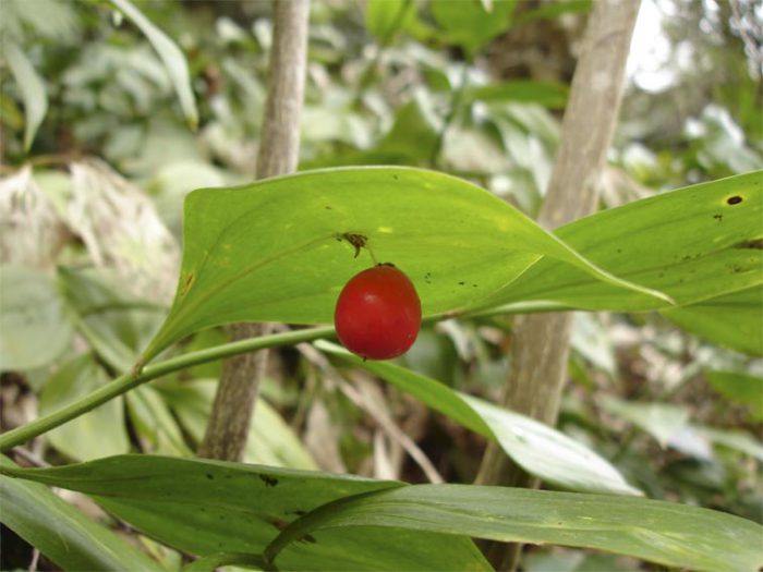 Slakter Colchis (Ruscus colchicus)