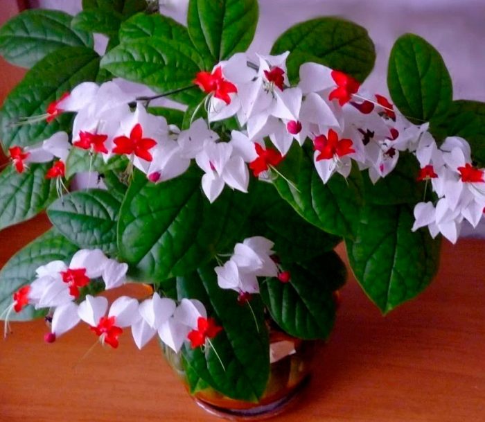 Clerodendrum לא פורח
