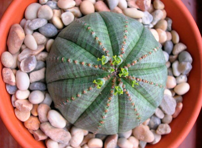 Spurge hinchado u obeso (Euphorbia obesa)