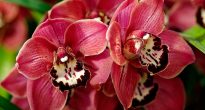 Orquídia Cymbidium