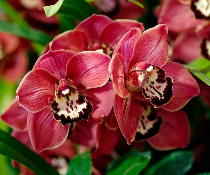 Orquídia Cymbidium