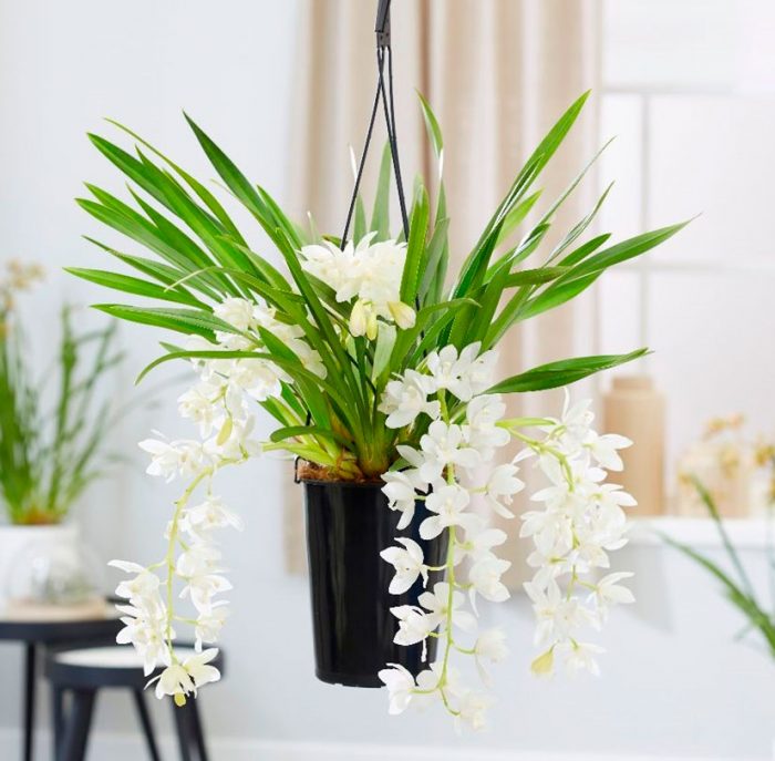 Evde cymbidium orkide bakımı