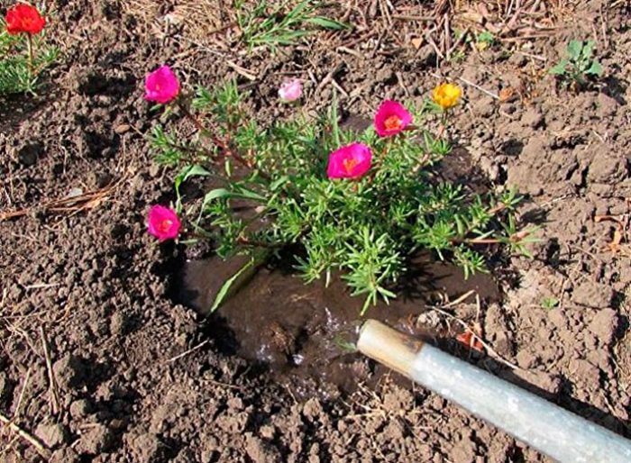 Plantar uma beldroega em terreno aberto