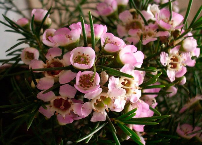 Hoa lan hamelacyum