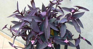 Сетцреасиа пурпуреа