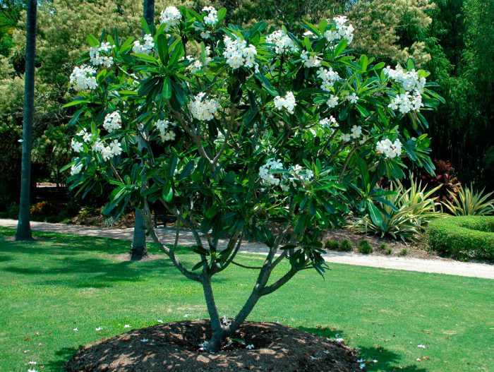 Plumeria blanc (Plumeria alba)
