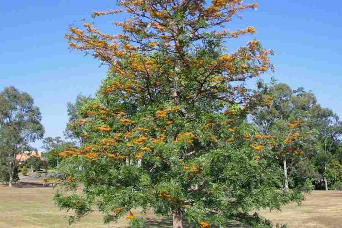Μεγάλη Grevillea (Grevillea robusta)