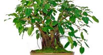 Ficus hellig