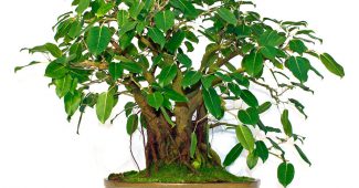 Ficus posvätný