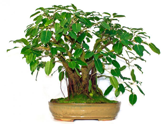Ficus ศักดิ์สิทธิ์