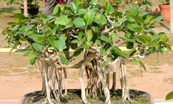 Ficus de bengala