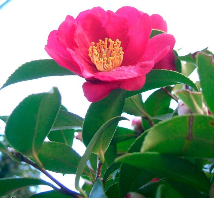 Mountain camellia