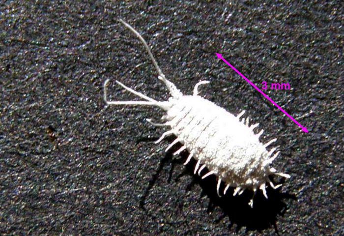 Mealybug am Meer (Pseudococcus affinis)
