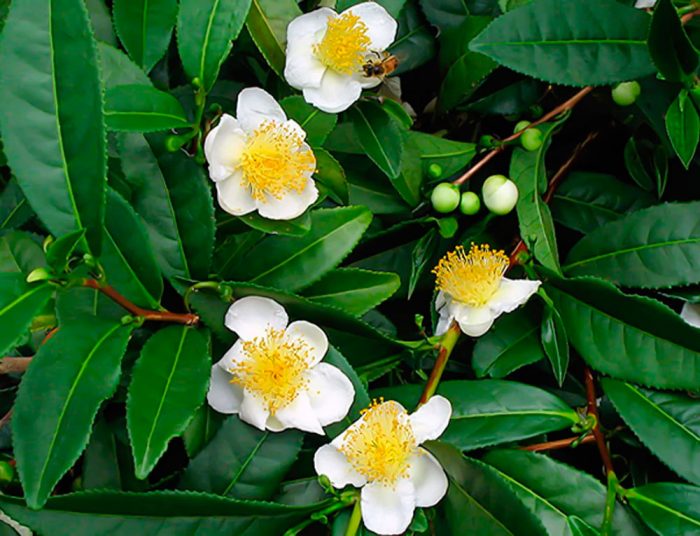 Camellia kinesisk