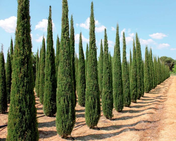 Stedsegrøn cypress