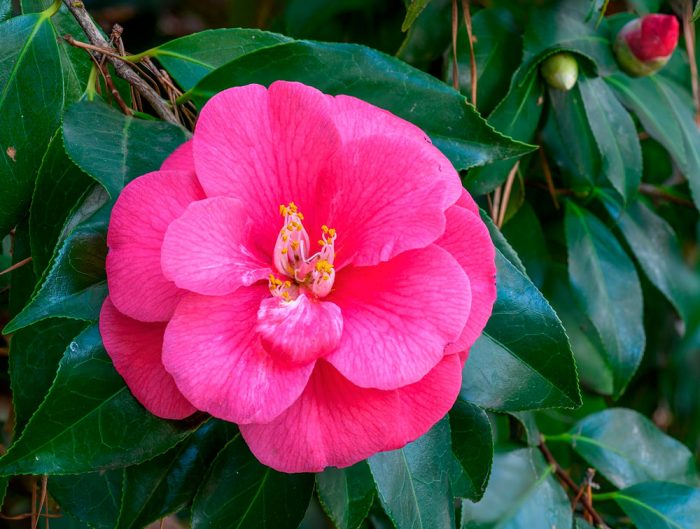 Camellia Jepun