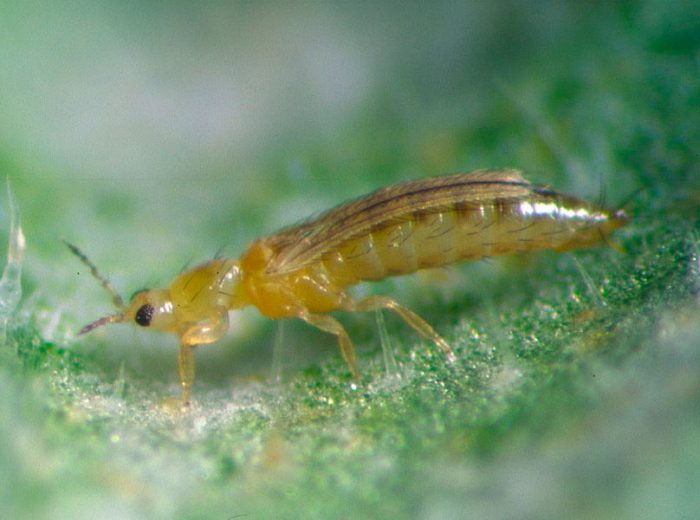 Floral western thrips