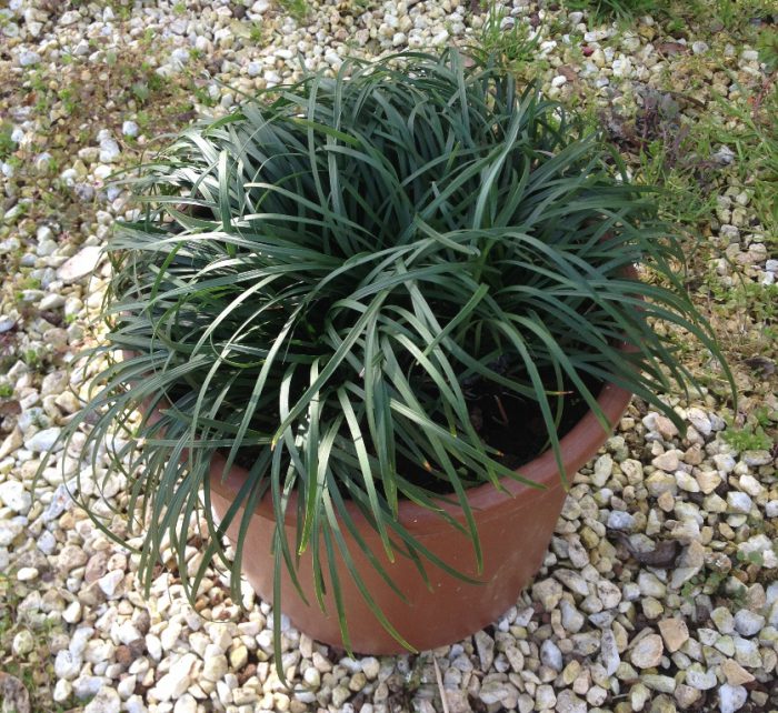 Ophiopogon giapponese
