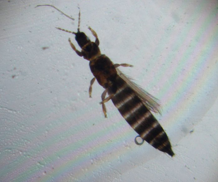 Knollenthrips
