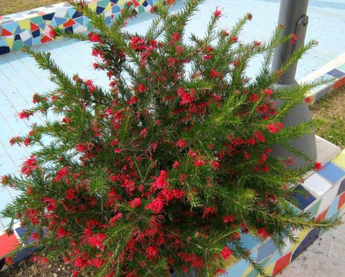 إكليل الجبل Grevillea (Grevillea rosmarinifolia)