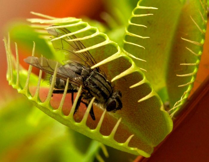Mga Tampok ng Venus flytrap
